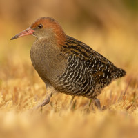 Lewin's Rail